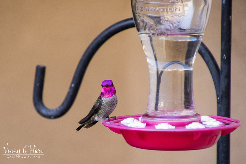 Anna hummingbird on feeder