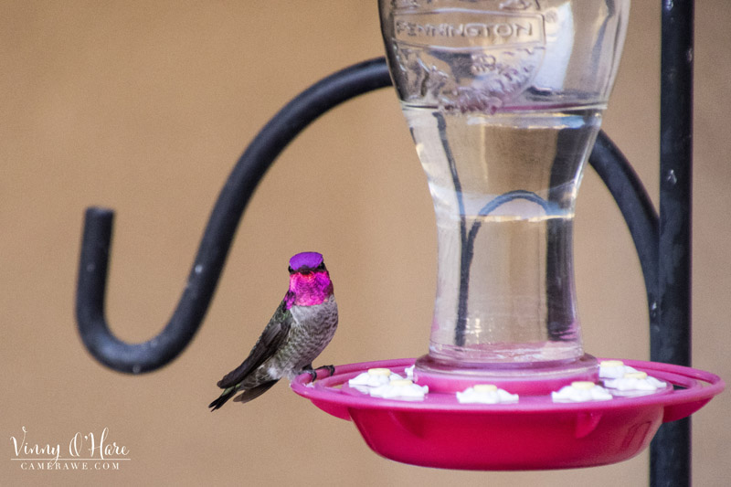 Anna hummingbird full color