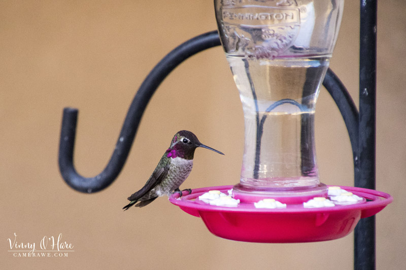 Anna hummingbird purple neck