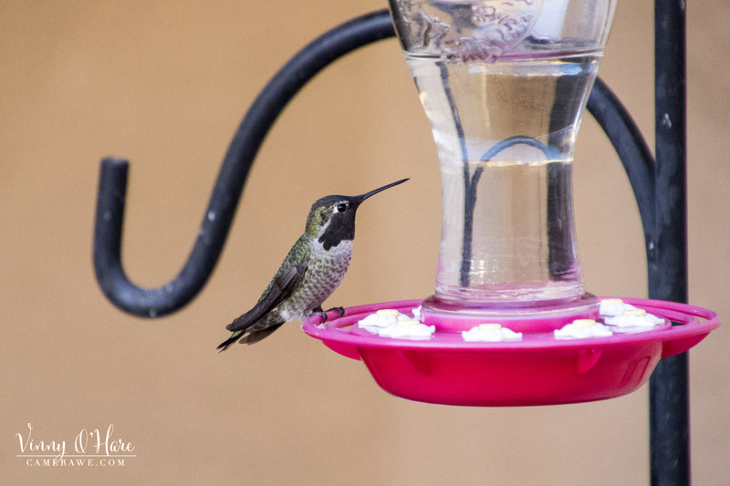 Anna hummingbird feeder