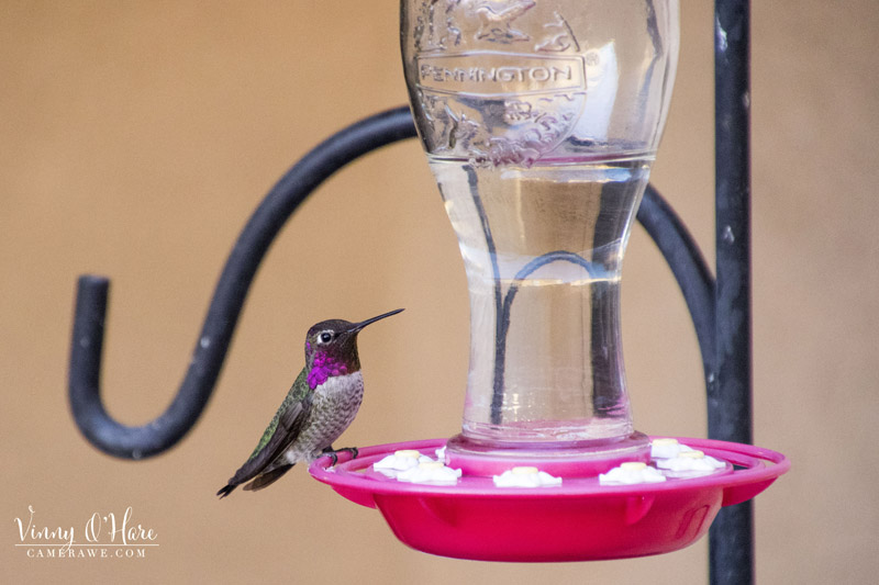 Anna hummingbird purple neck on feeder