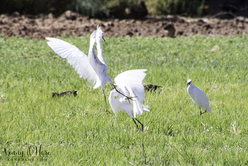 egrets fighting